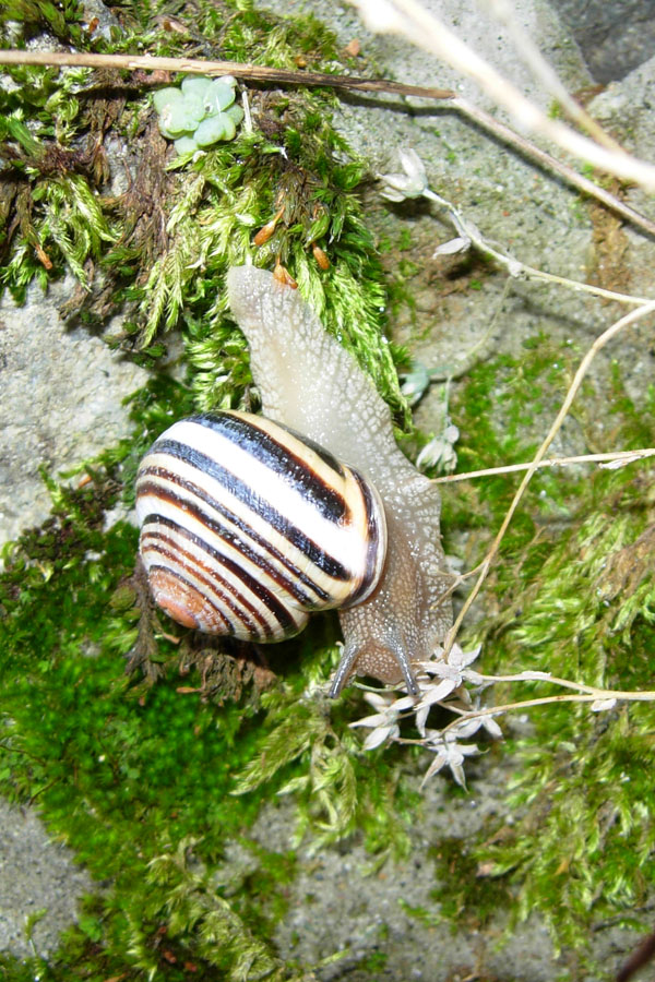 Tutte Cepaea nemoralis?